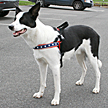 Comfort Flex Harness from Clean Run